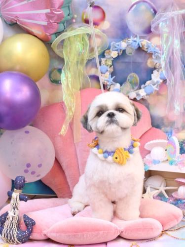 20240825みたらしちゃん